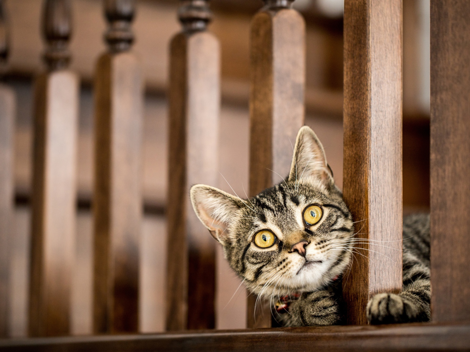 Серый кот с желтыми глазами выглядывает у перил 
