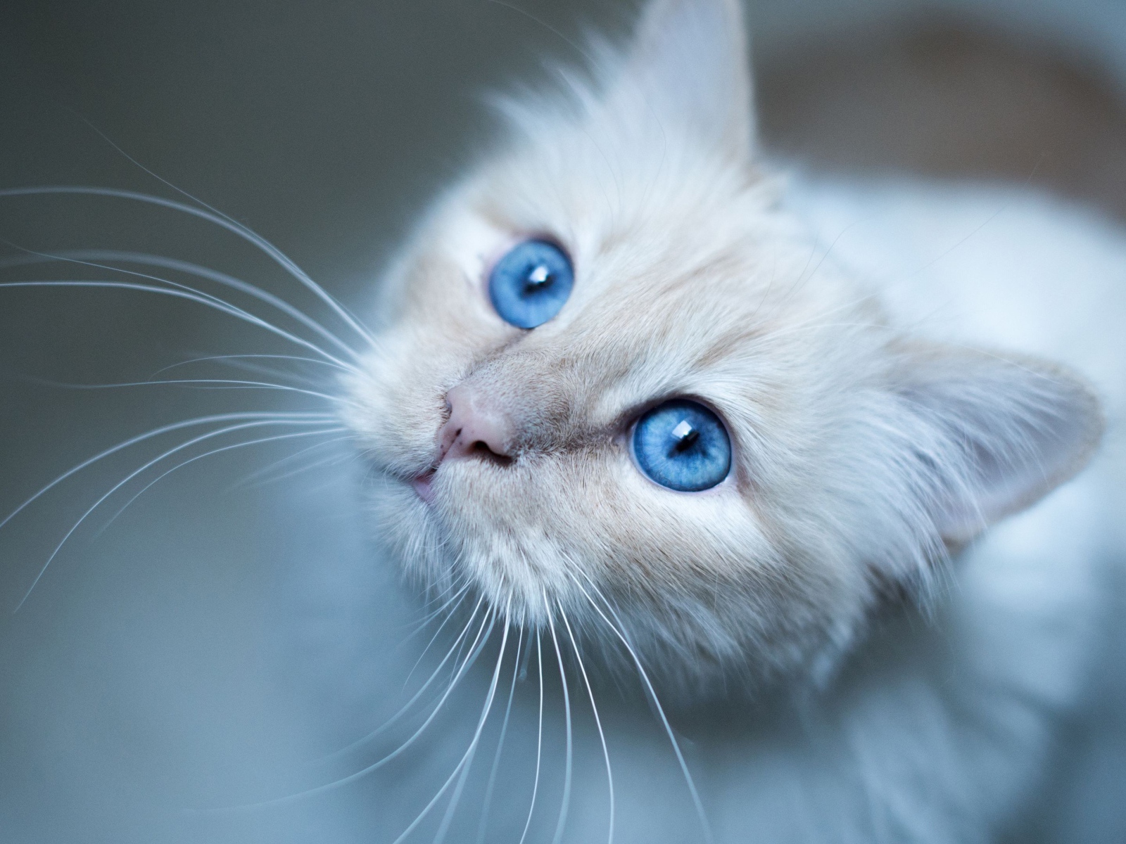 Красивые голубые глаза породистой кошки 
