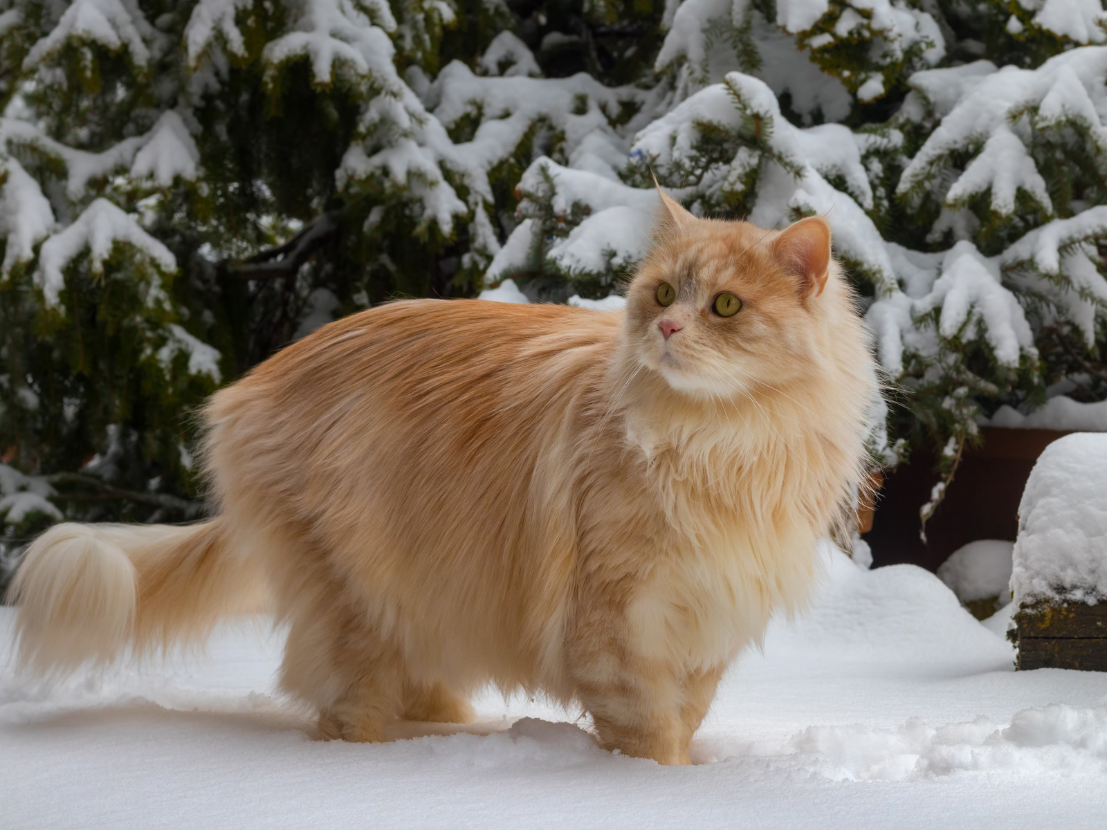 Красивый пушистый рыжий кот у заснеженной ели