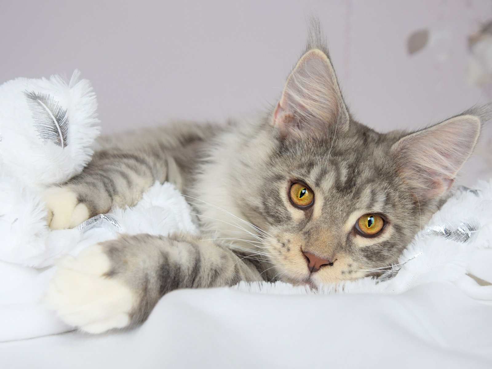 Красивый серый кот породы мейн кун лежит на кровати 