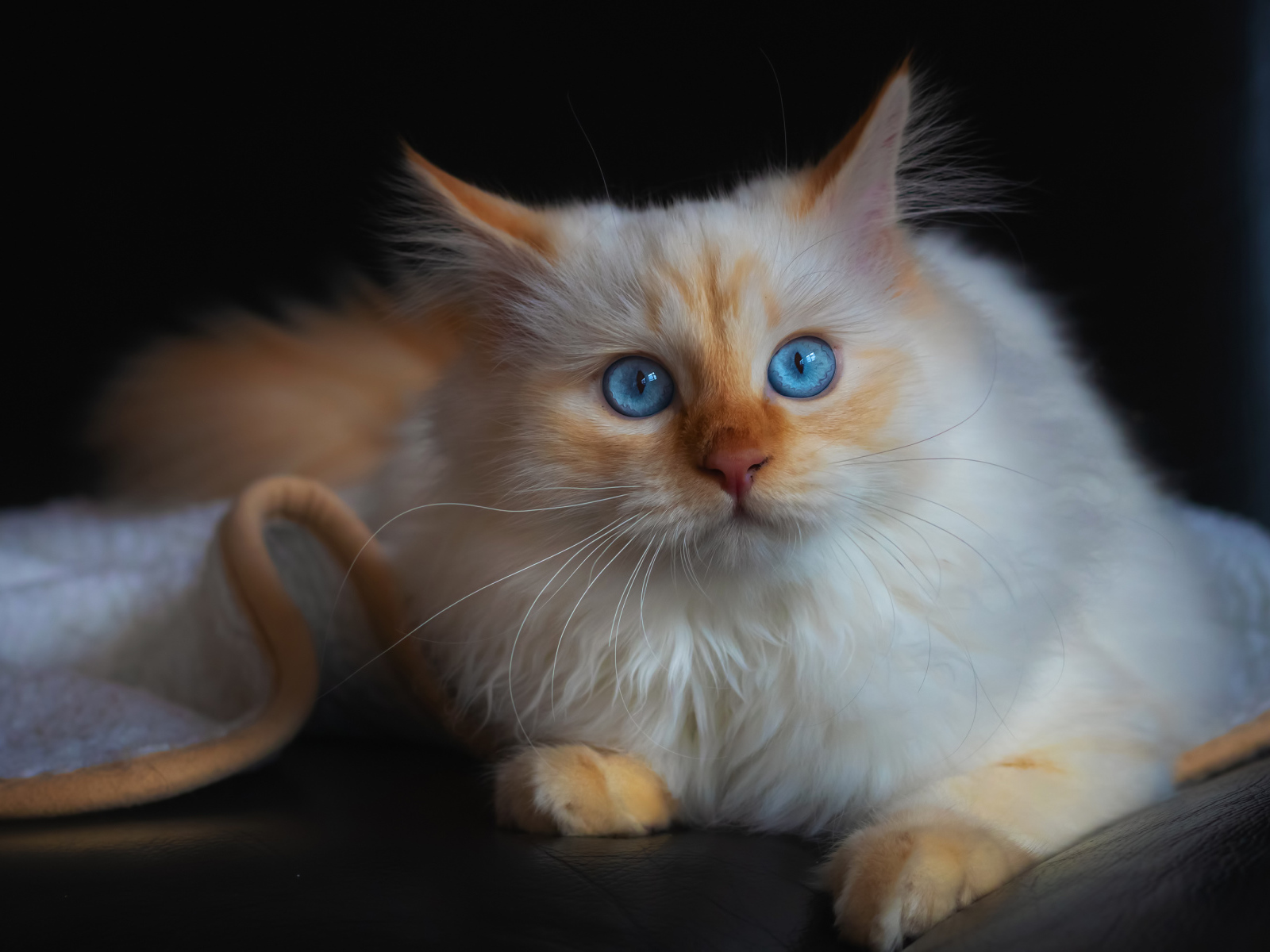 Красивый породистый голубоглазый кот лежит на диване