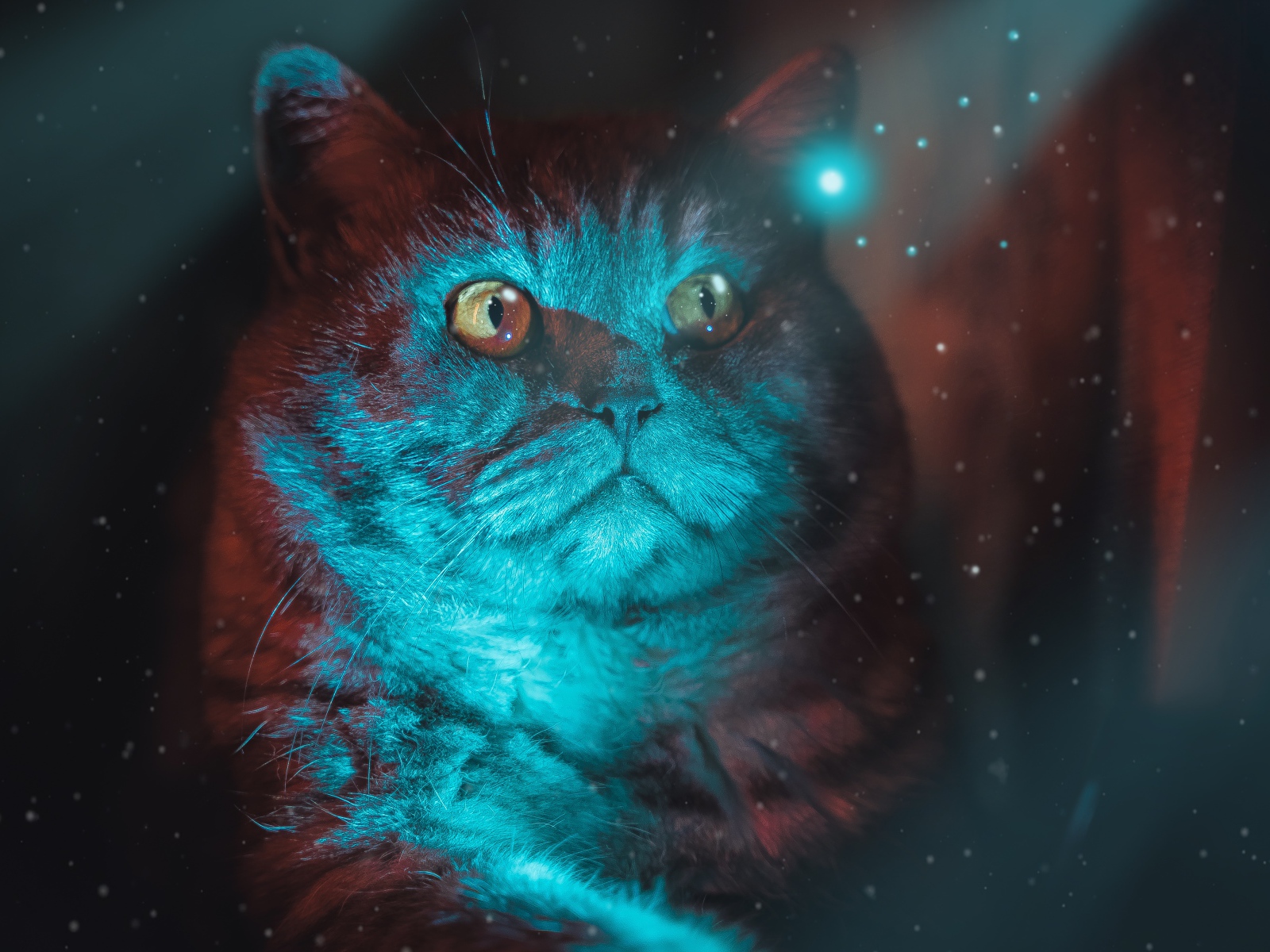 Красивый породистый кот с неоновом свете