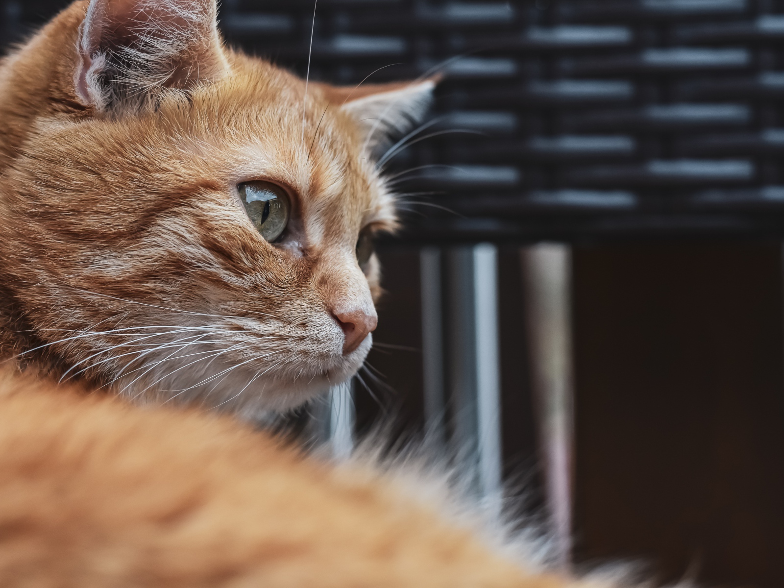 Красивый рыжий зеленоглазый кот крупным планом