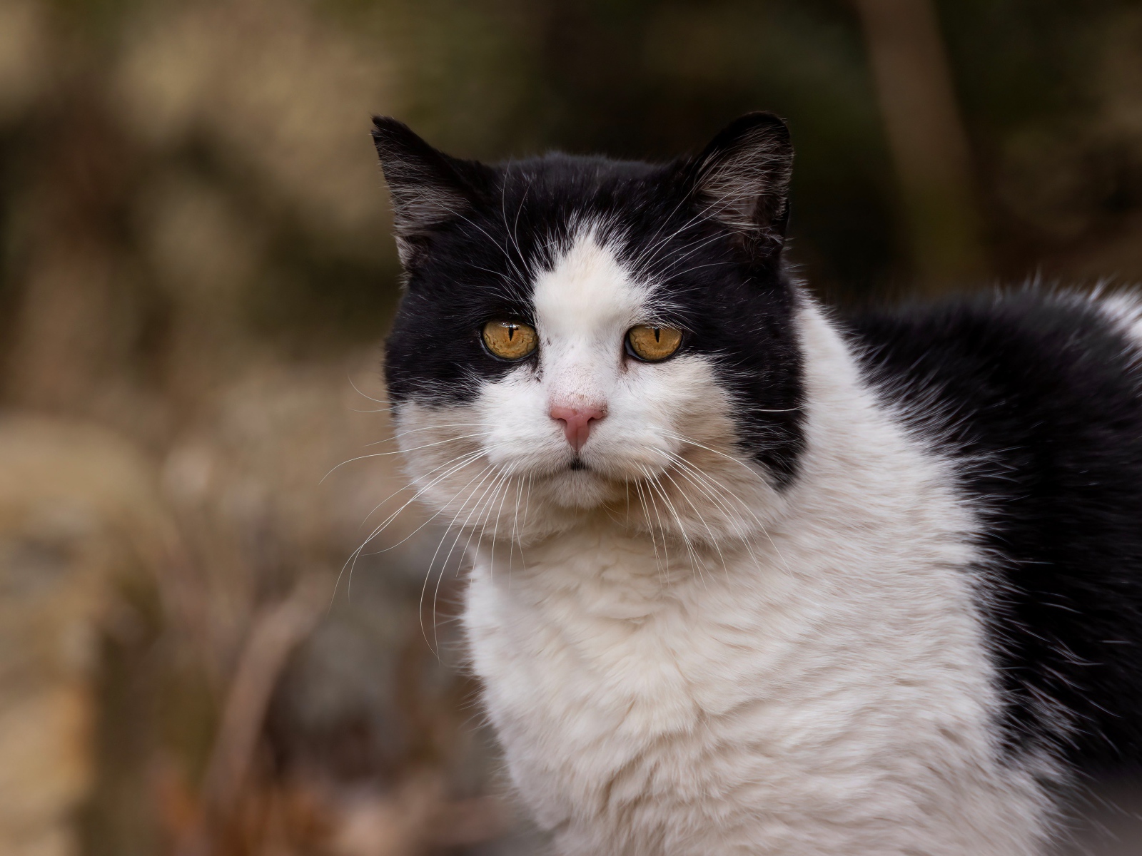 Большая морда черно-белого кота 