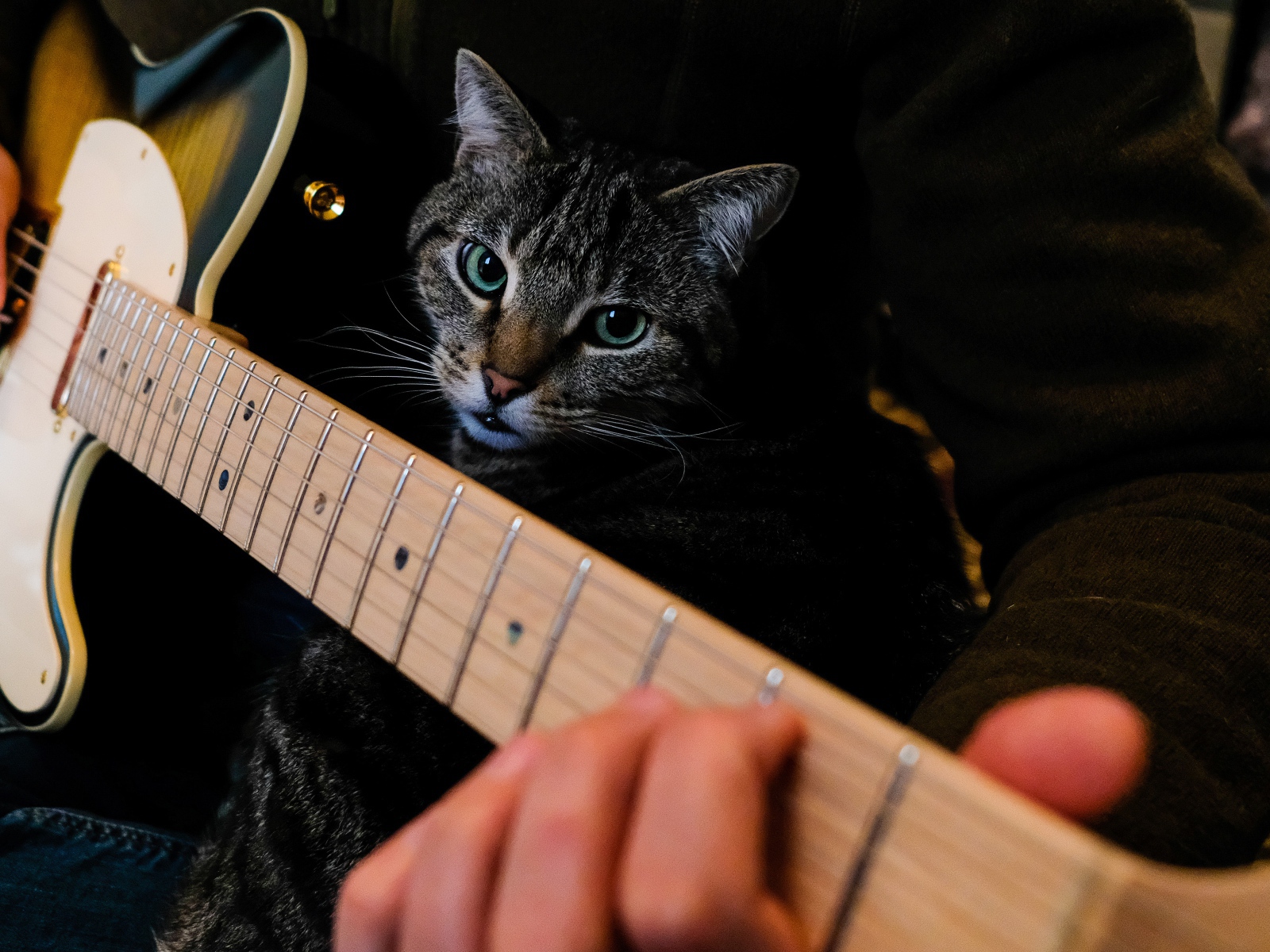 Большой серый кот сидит на руках у гитары