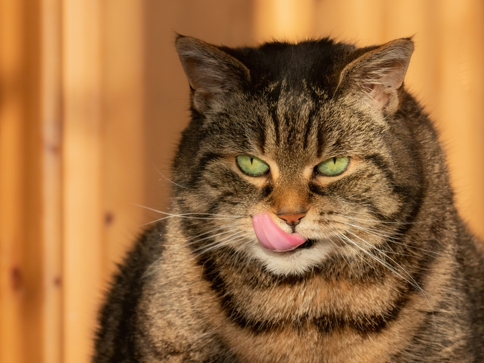 Большой серый кот с высунутым языком