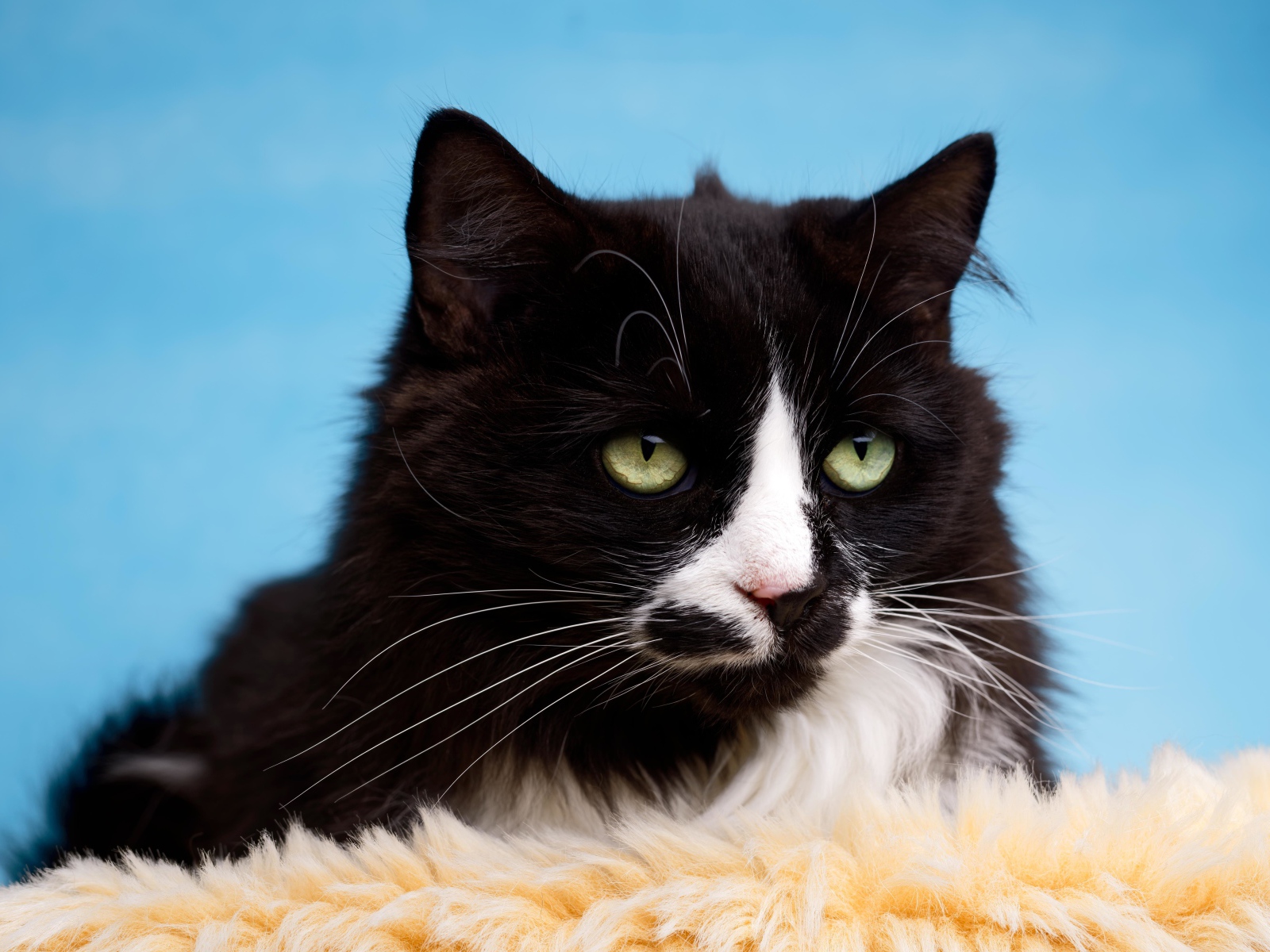 Черный пушистый кот с белыми пятнами на голубом фоне