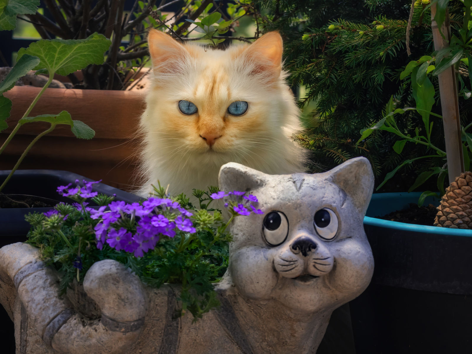 Голубоглазый рыжий кот прячется за садовой фигурой 