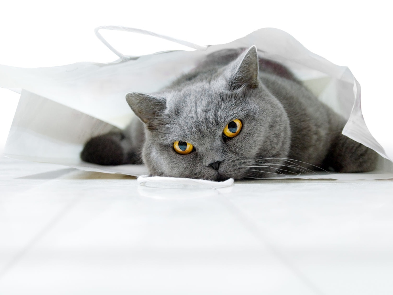 Британский кот лежит в белом пакете 