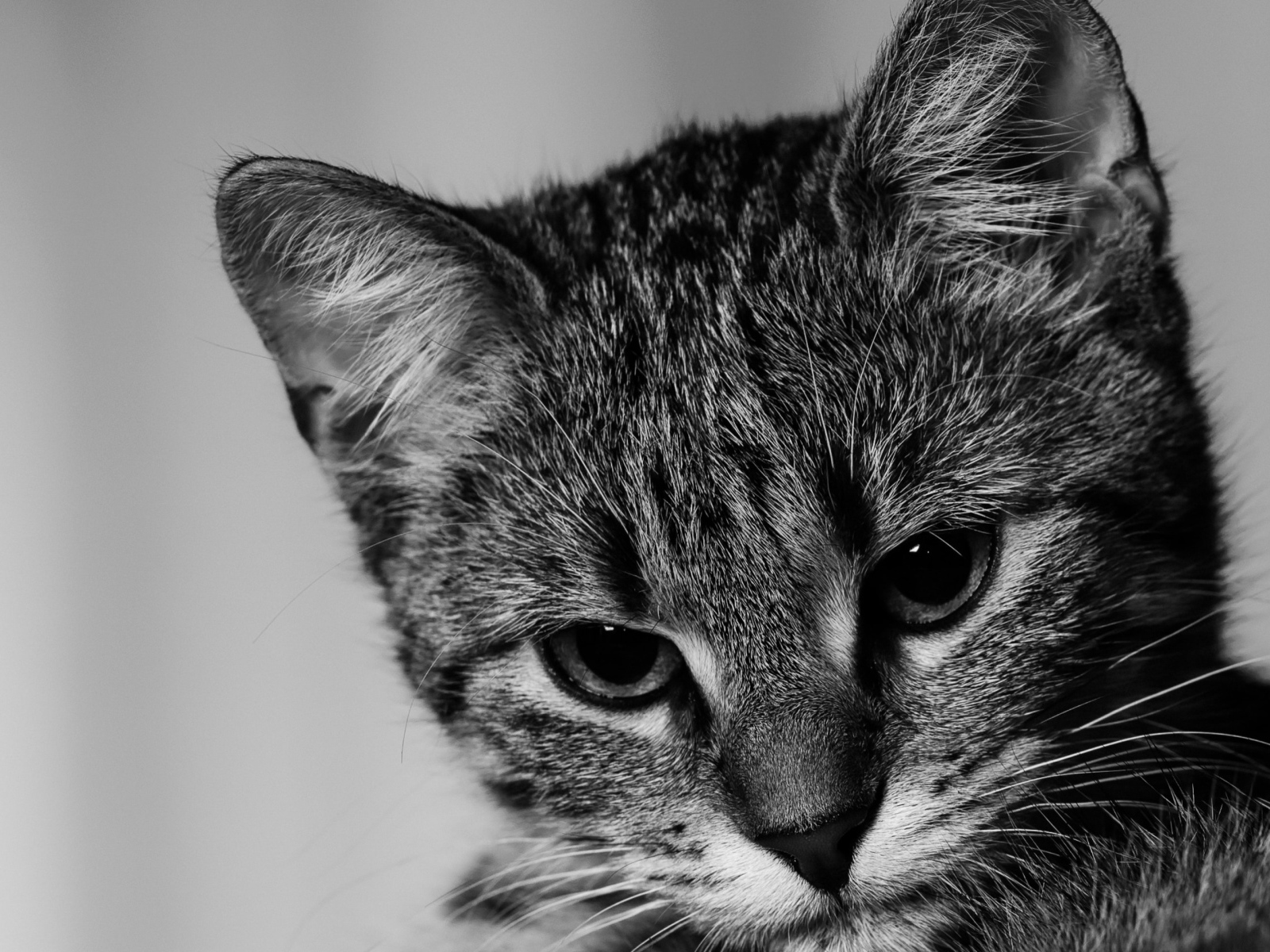 Морда серого котенка крупным планом