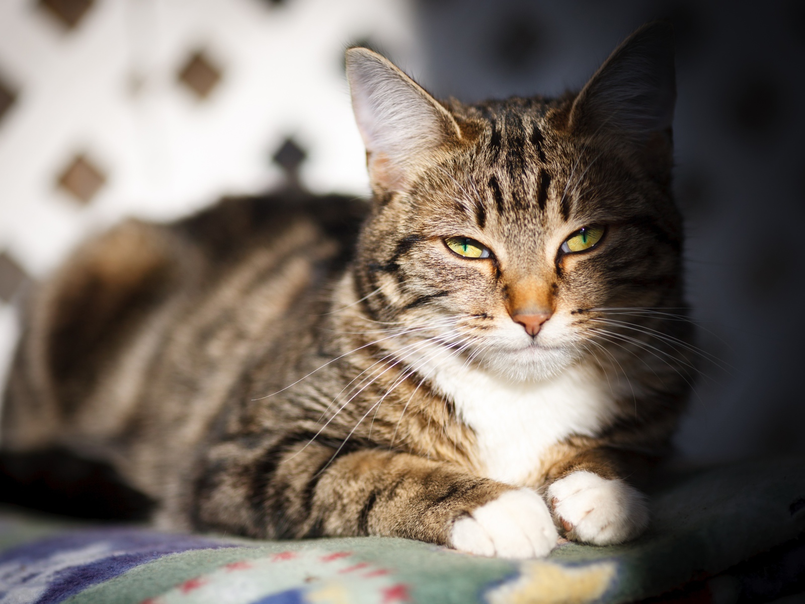 Довольный серый кот в лучах солнца