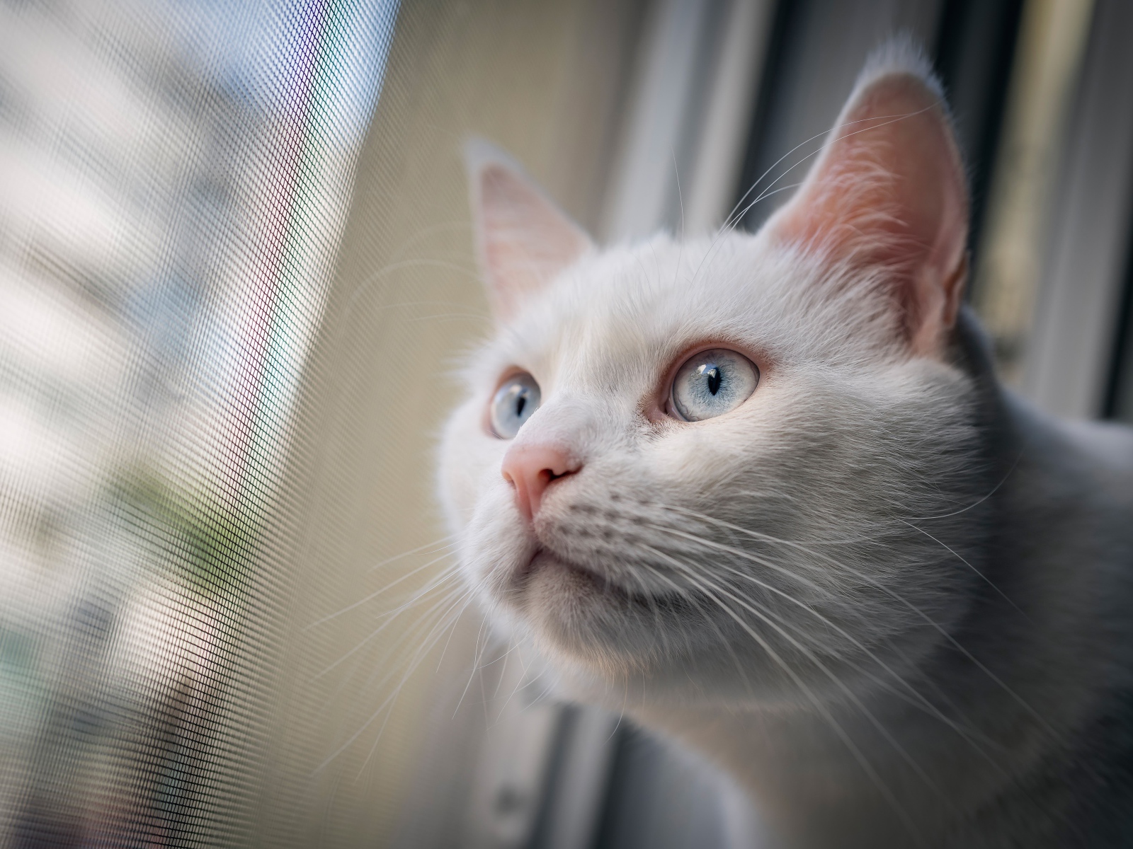 Любопытный белый голубоглазый кот смотрит в окно 