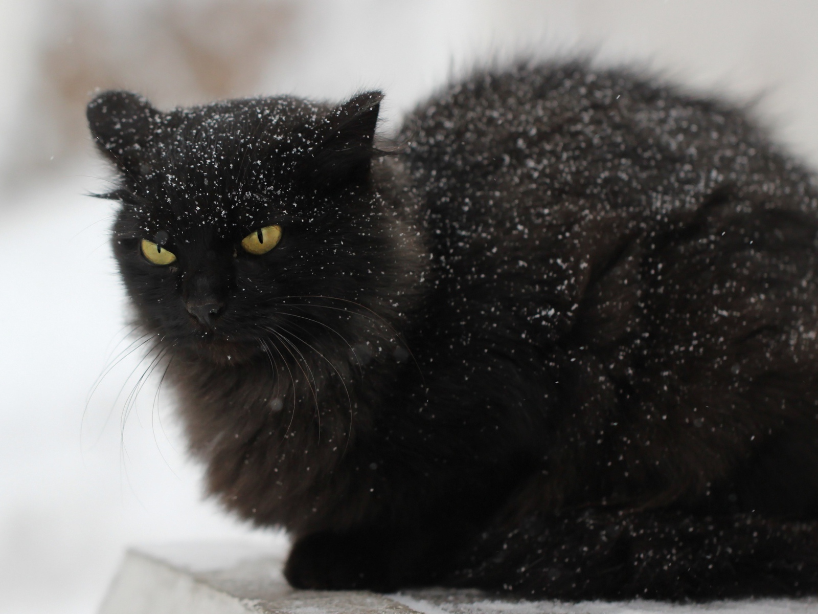 Недовольный черный кот в снегу на улице