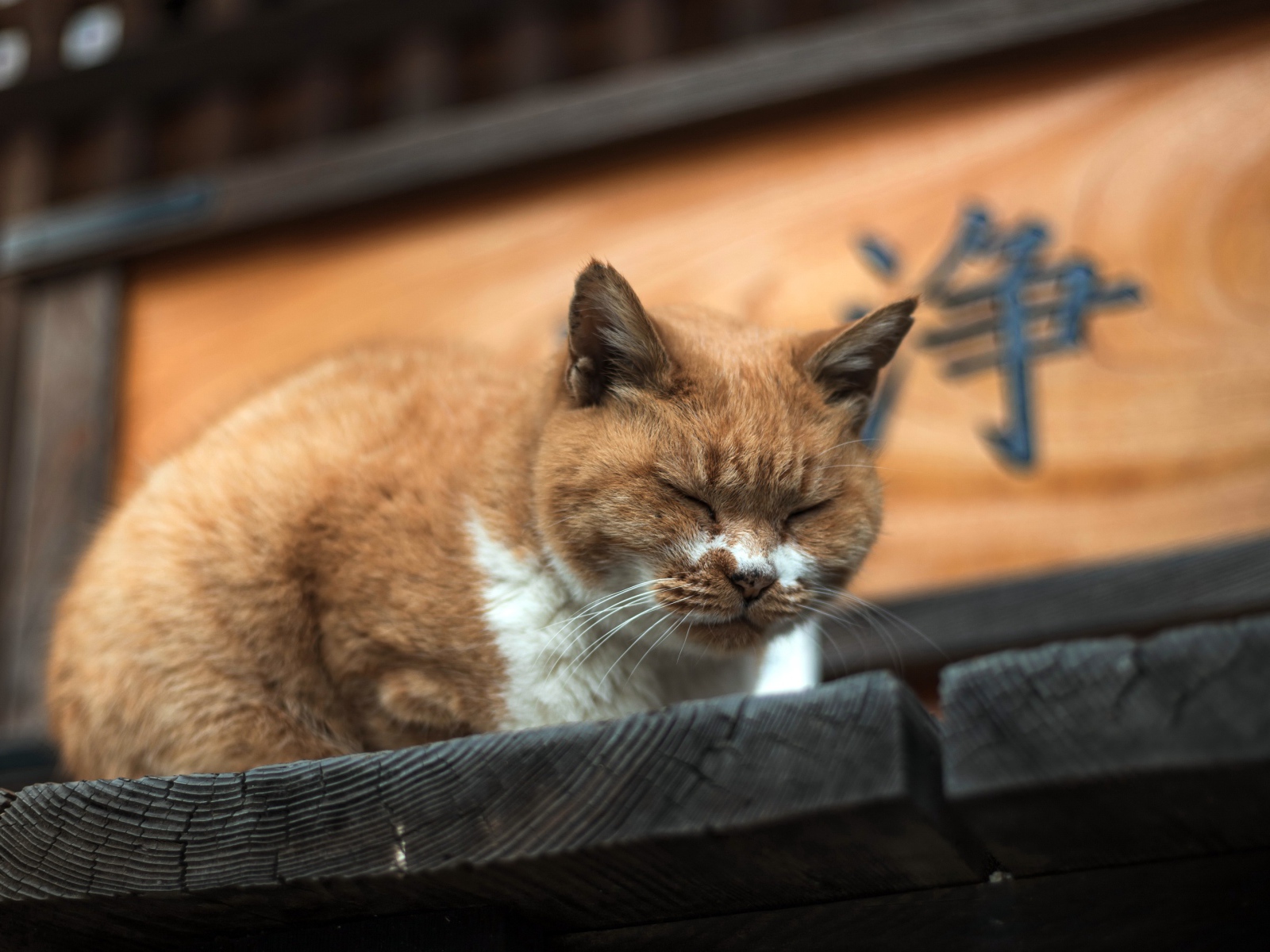 Дремлющий рыжий  кот на деревянном пороге 