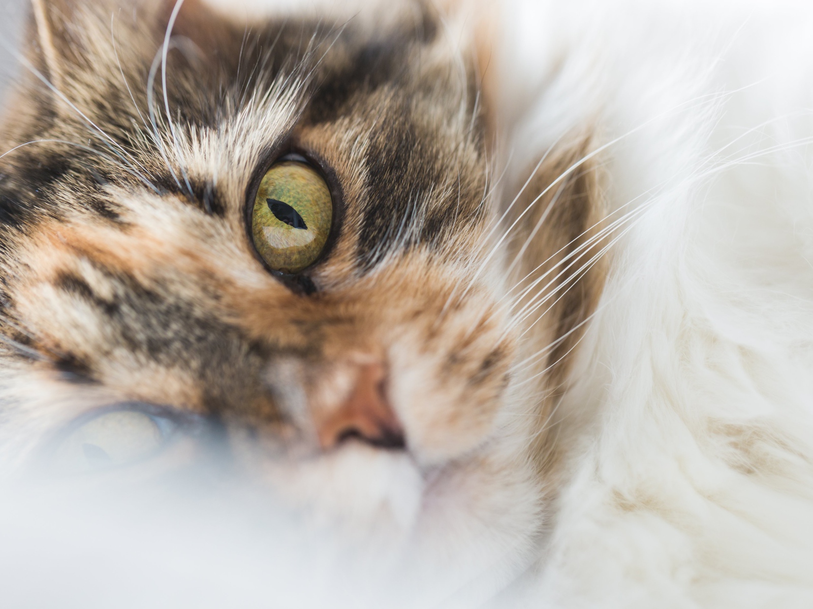 Морда зеленоглазой домашней кошки