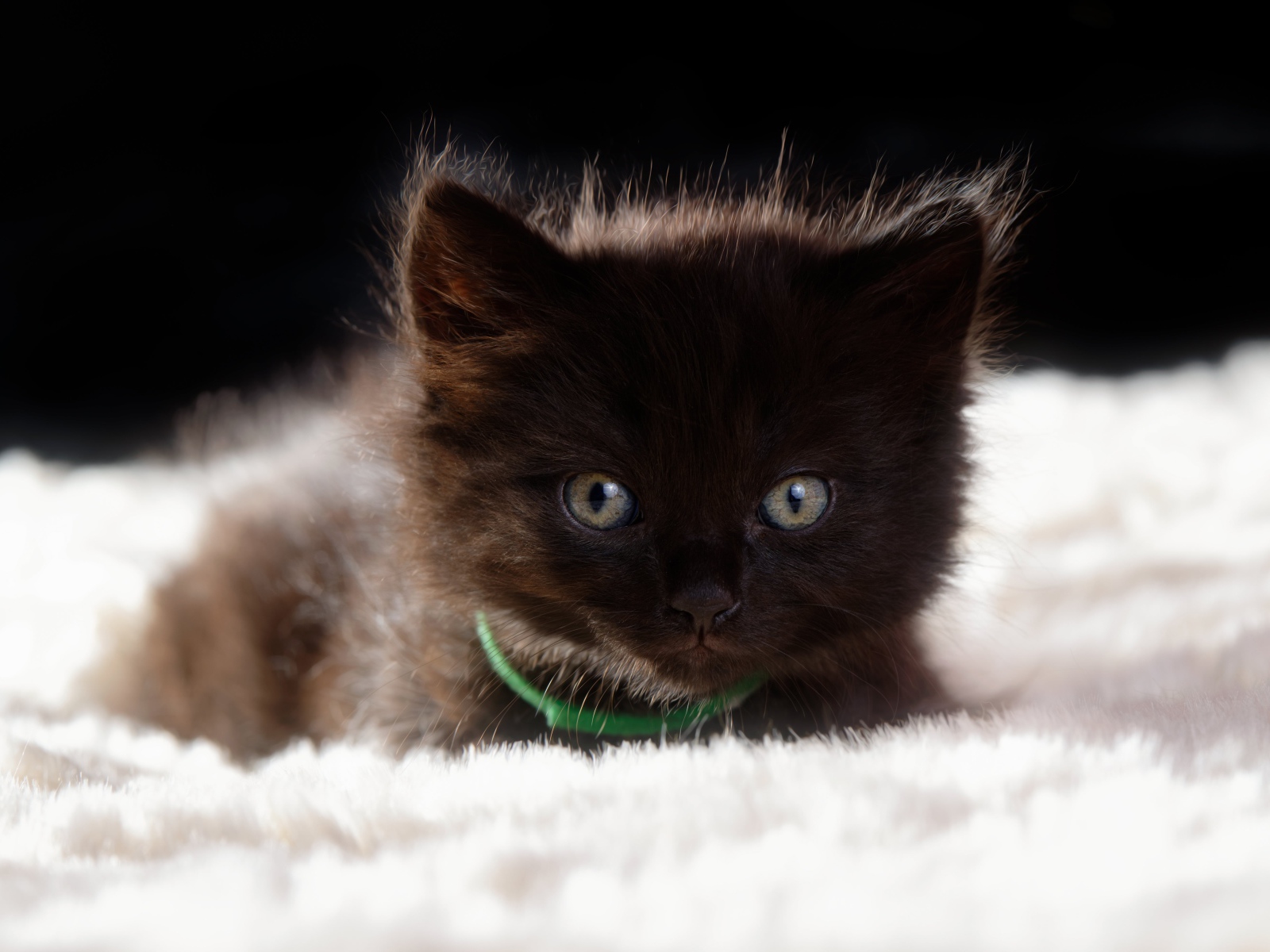 Пушистый черный котенок лежит на кровати 