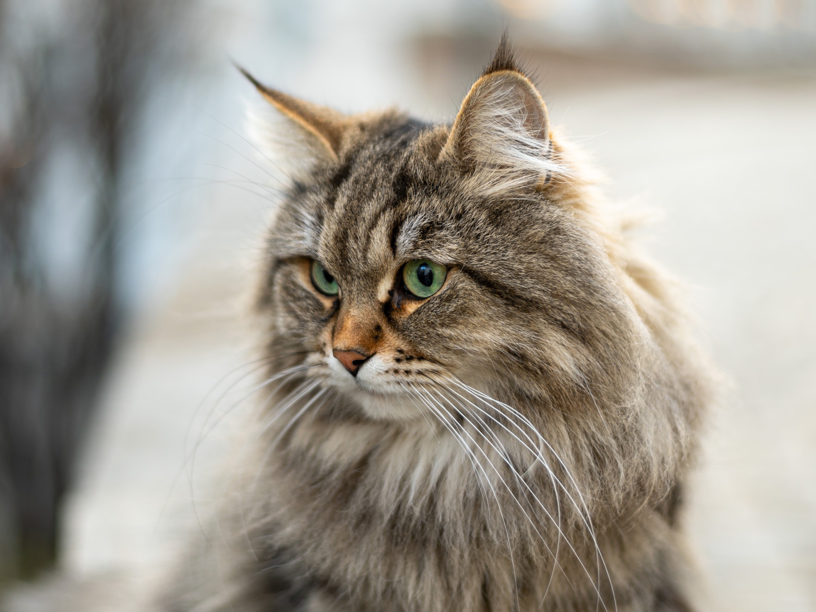 Пушистый серый кот с кисточками на ушах 