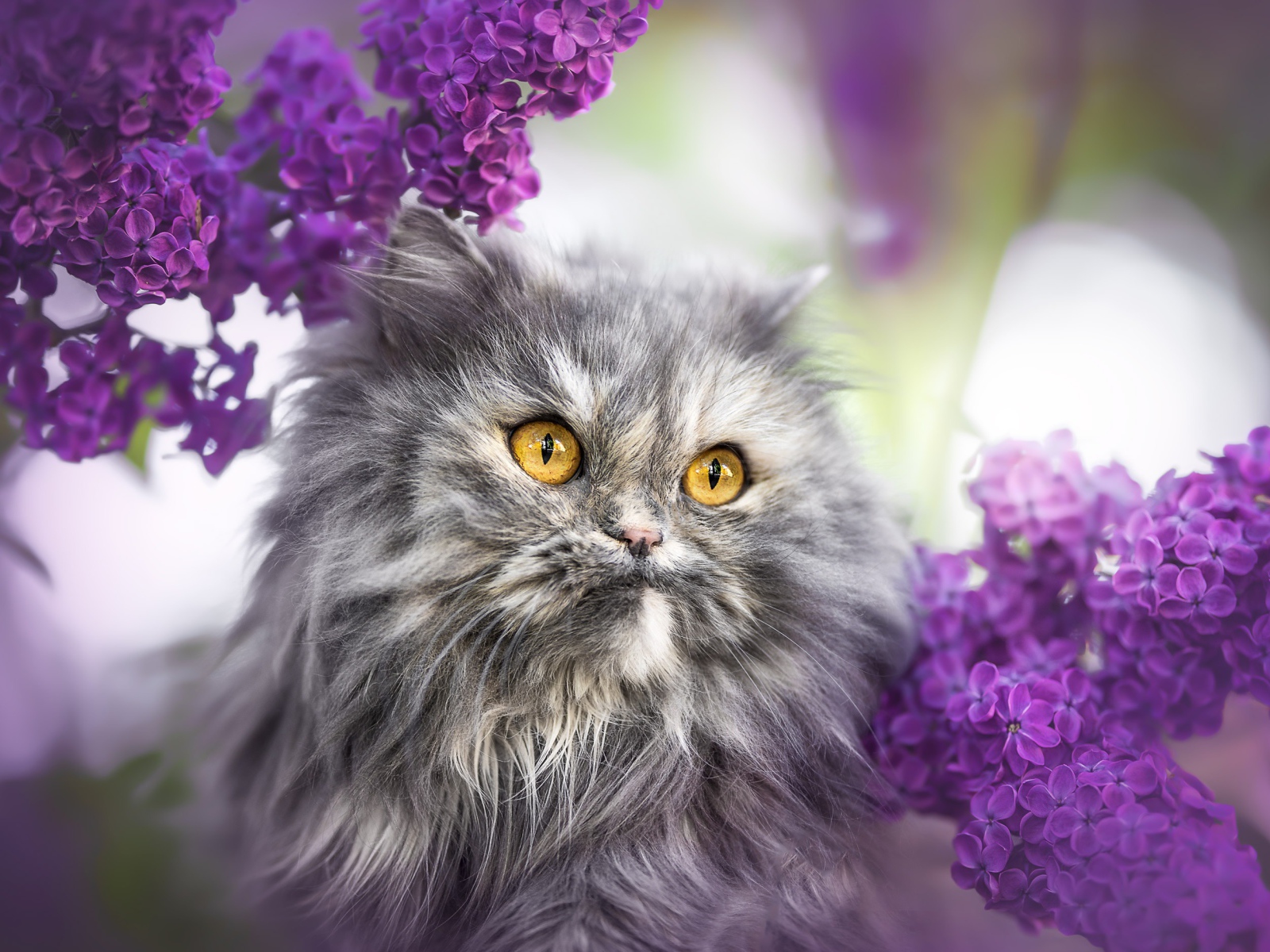 Пушистый серый кот с желтыми глазами в цветах сирени 