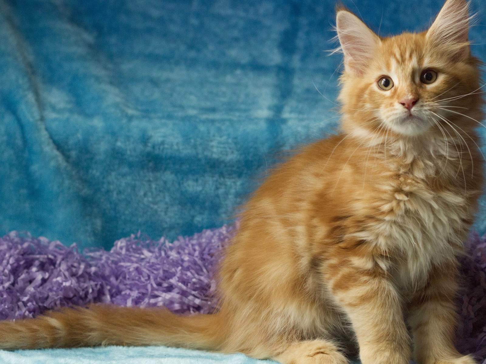 Пушистый рыжий котенок мейн кун на голубом фоне