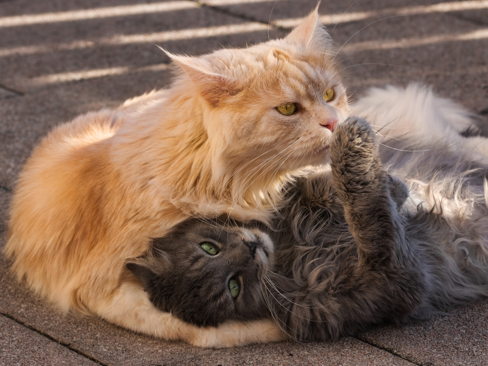 Серый и рыжий пушистые коты лежат на земле