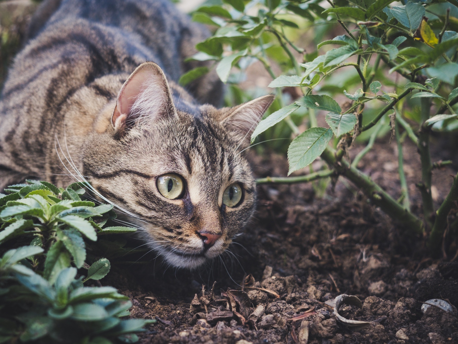 Серый кот прячется у куста с розами