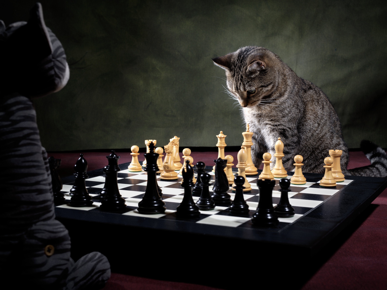 Gray cat plays chess