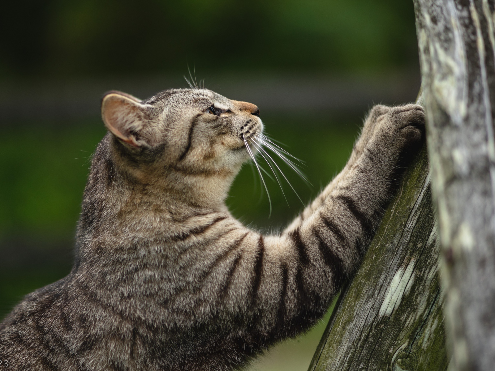 Серый кот точит когти об дерево 