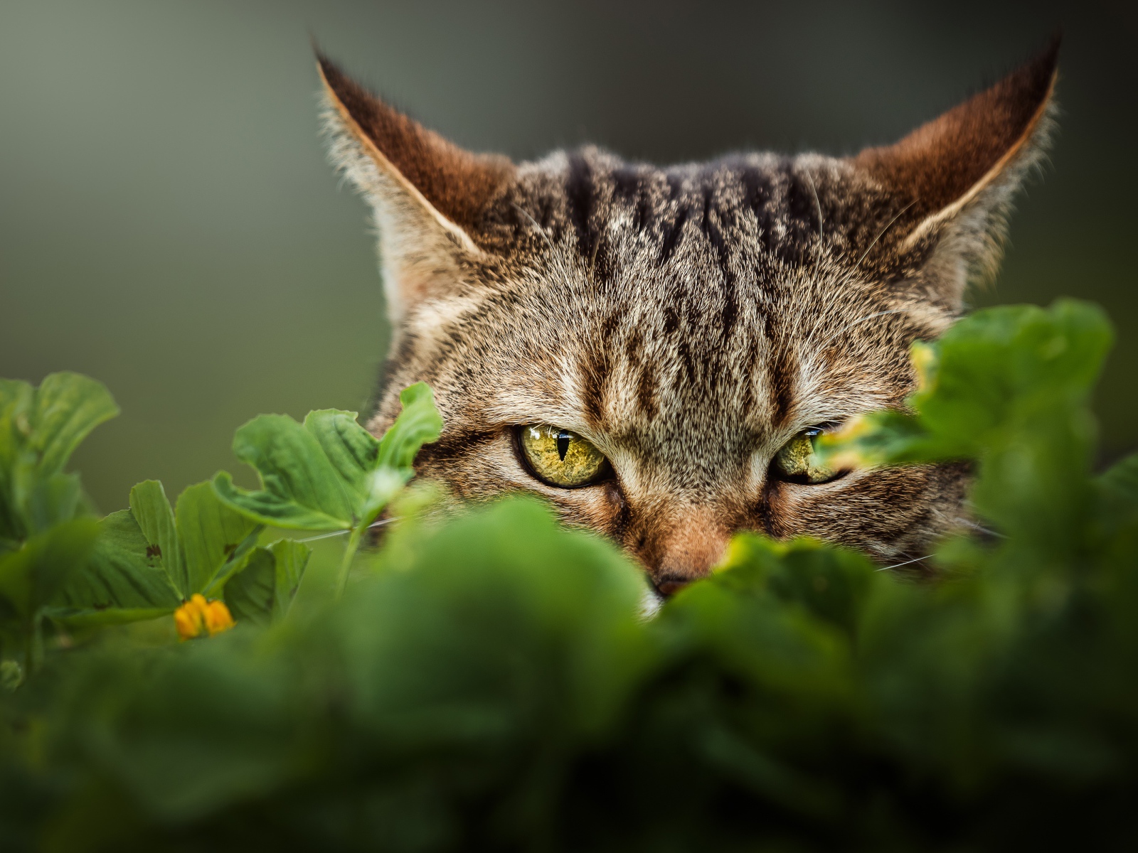 Серый кот с зелеными глазами прячется в траве 