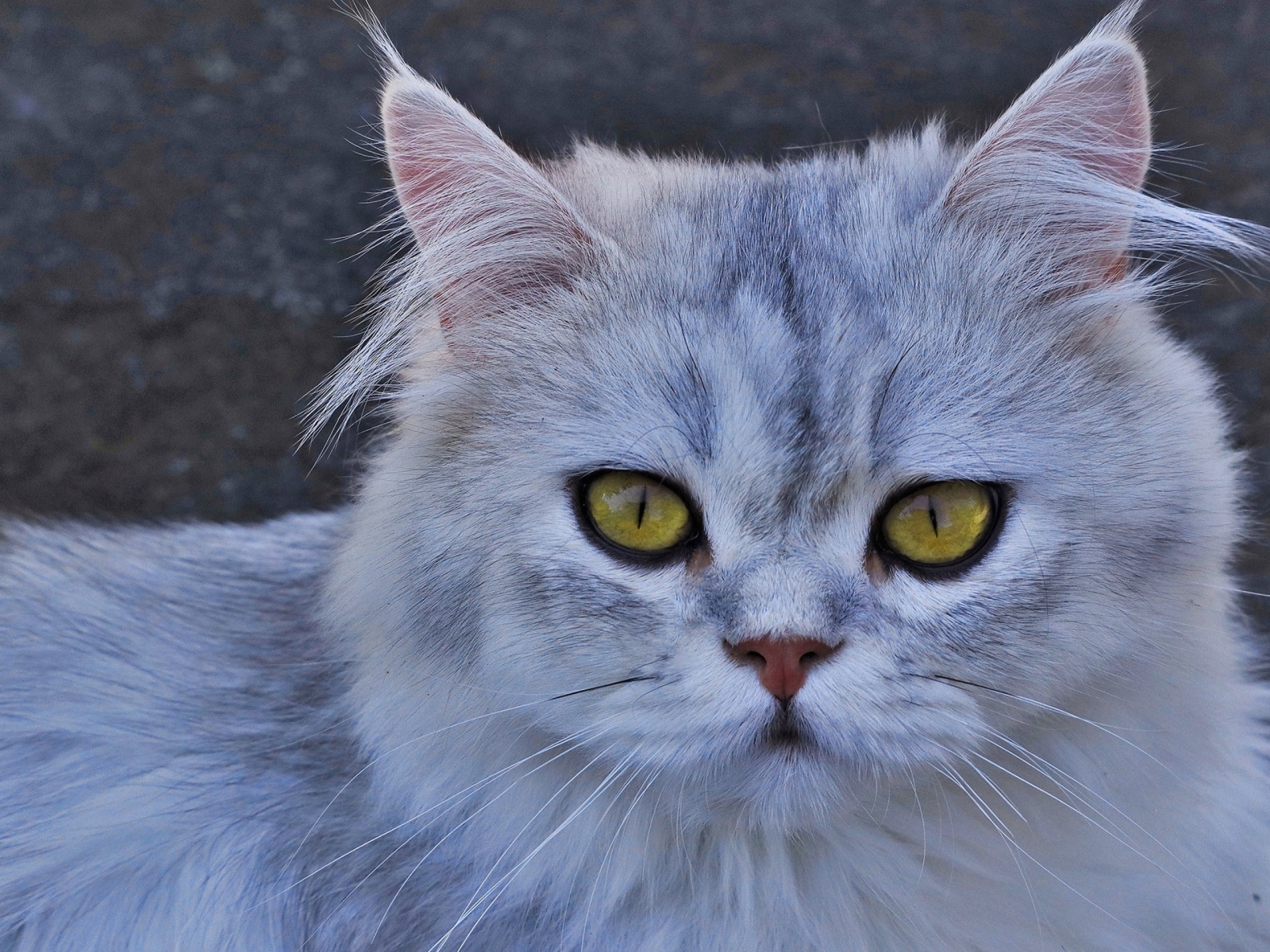 Серая кошка с желтыми глазами 