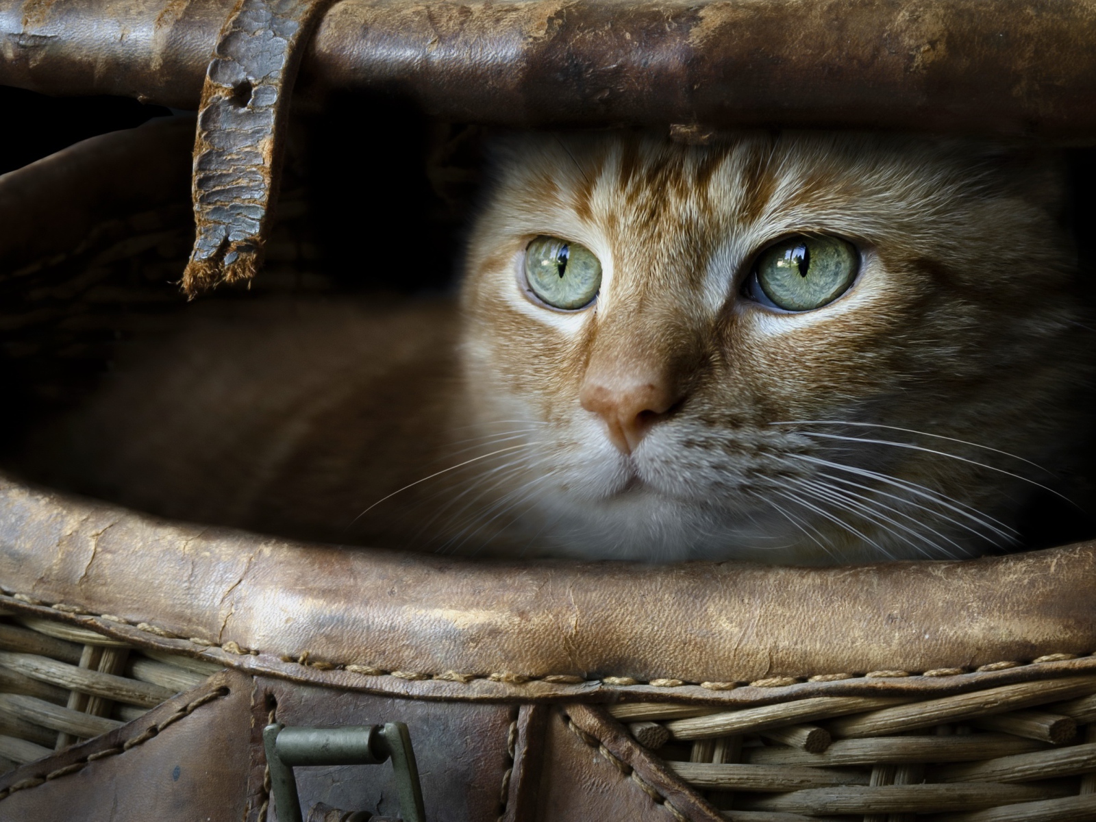 Зеленоглазый рыжий кот в корзине