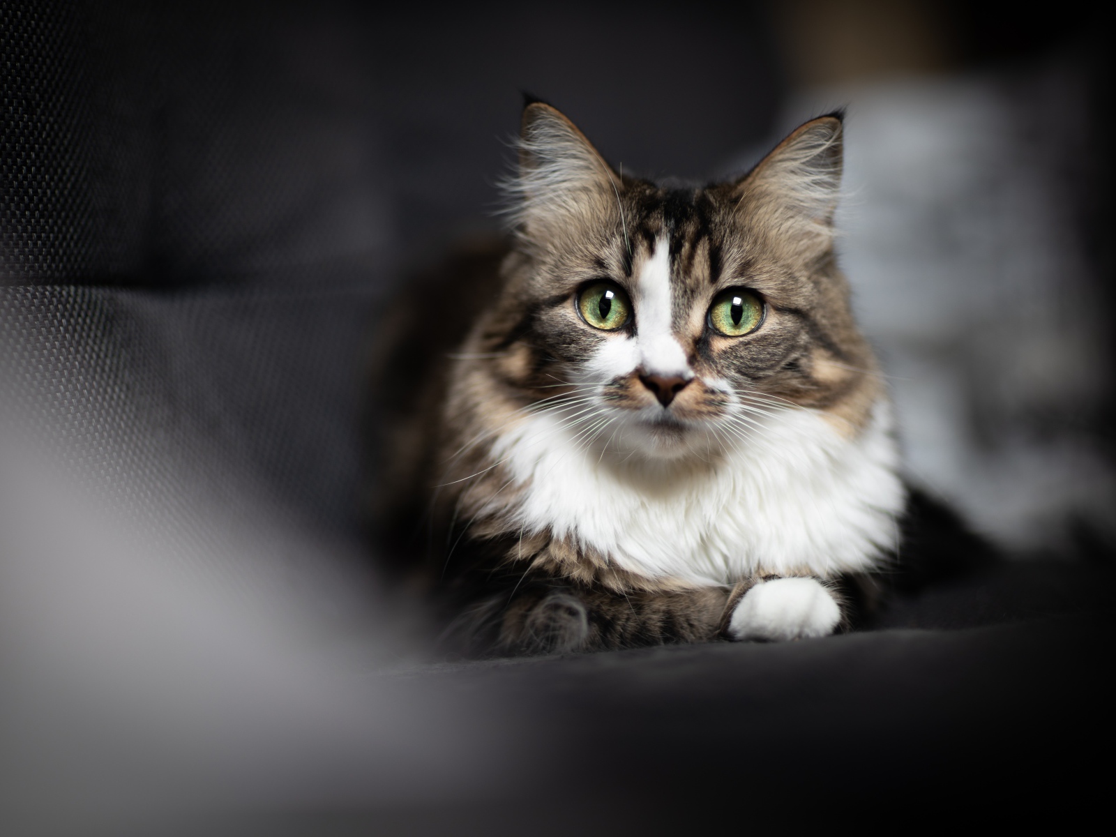 Зеленоглазый серый кот лежит на сером покрывале 