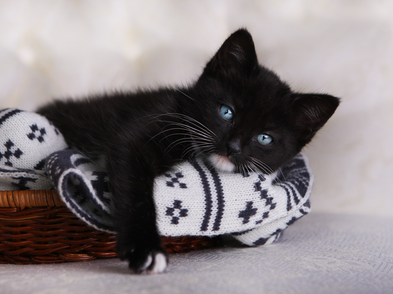 Маленький черный котенок лежит в корзинке 