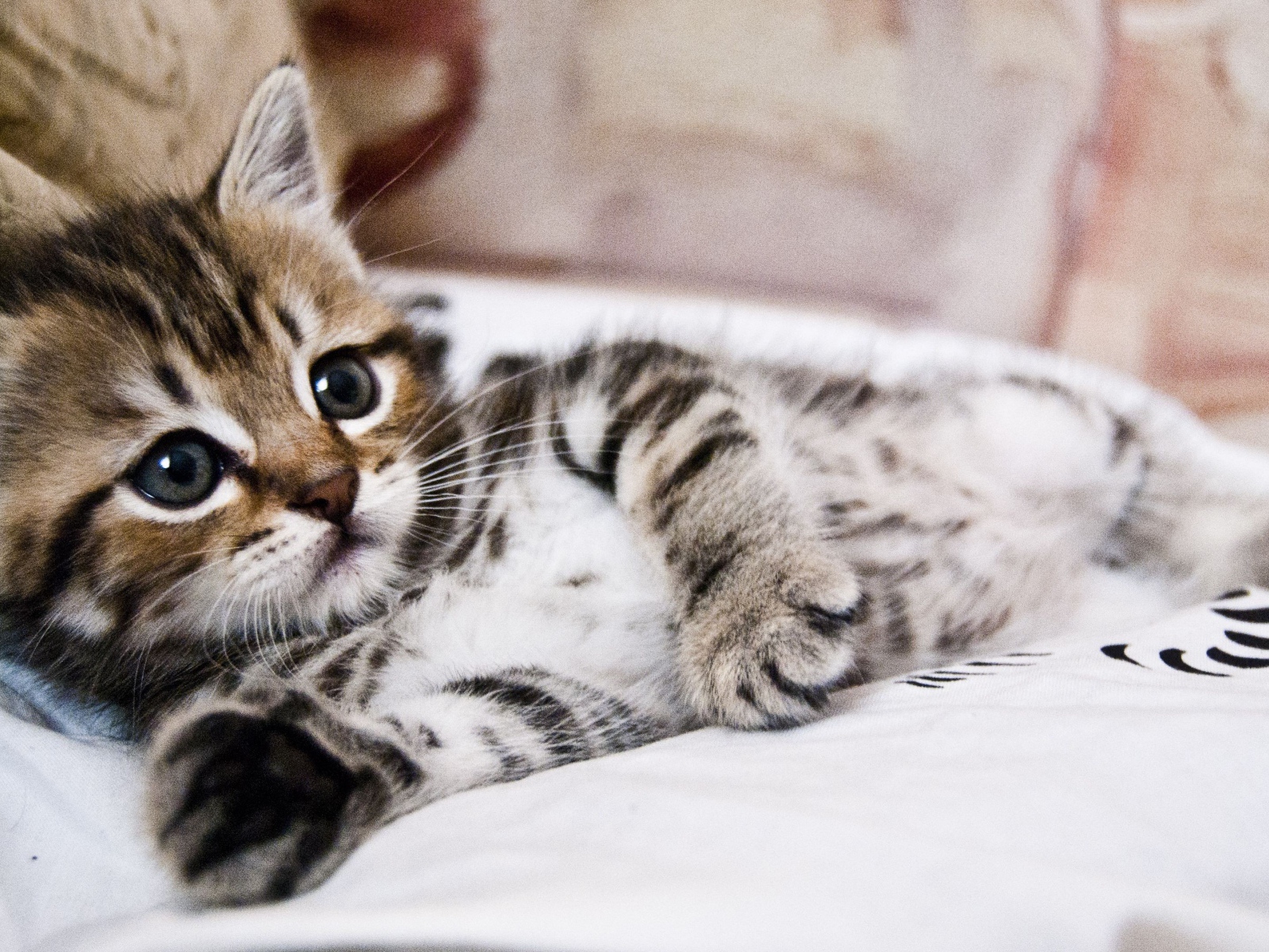 Маленький милый серый полосатый котенок лежит на кровати 