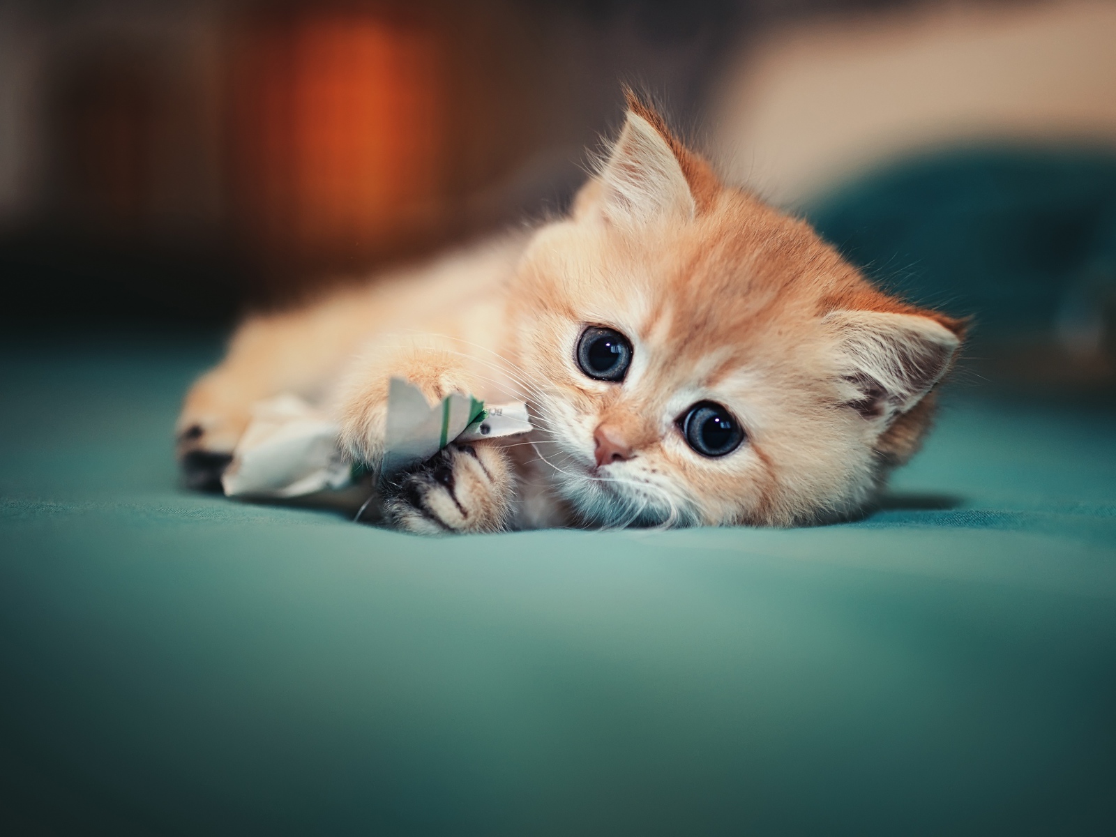 Маленький испуганный котенок играет на кровати 