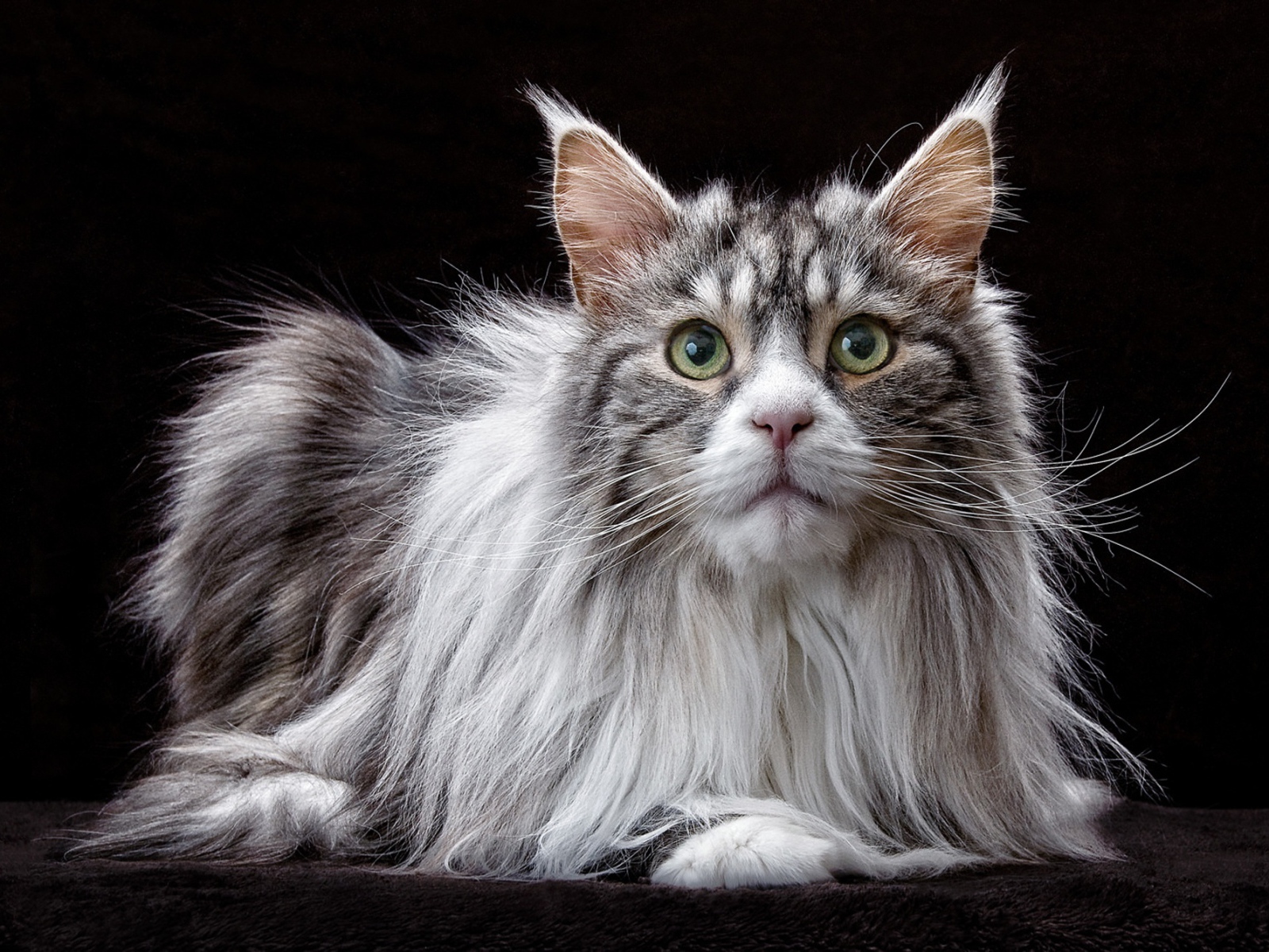 Большой кот породы мейн кун  на черном фоне