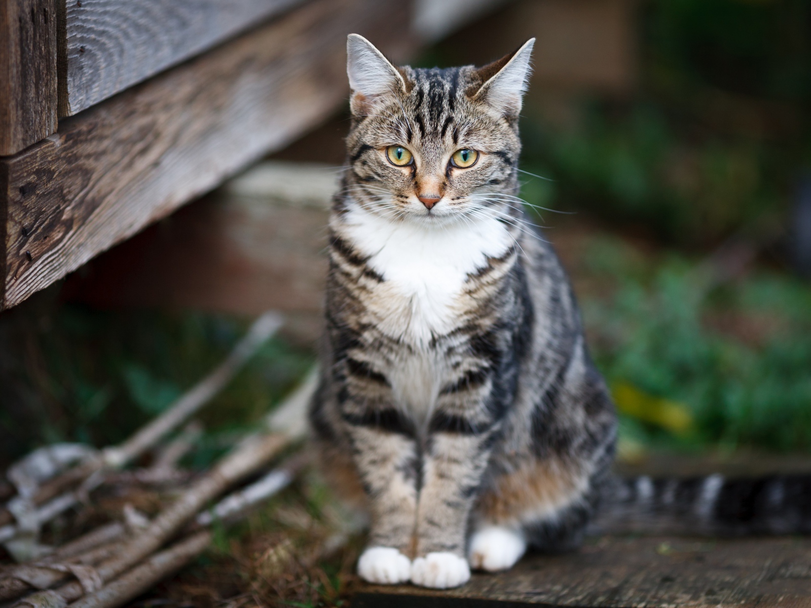 Задумчивый серый кот сидит на деревянной лавке