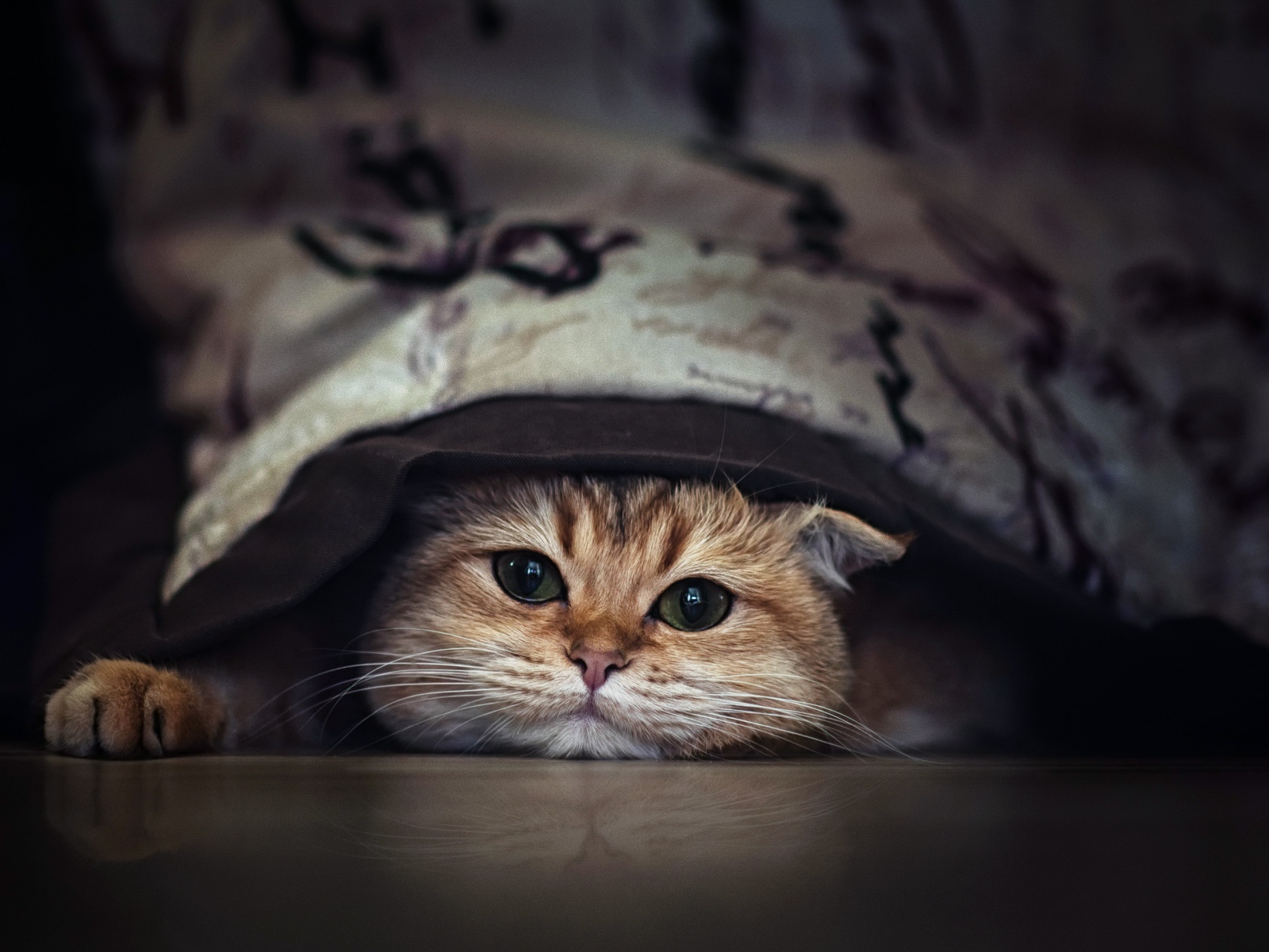 Породистый зеленоглазый кот прячется под кроватью 