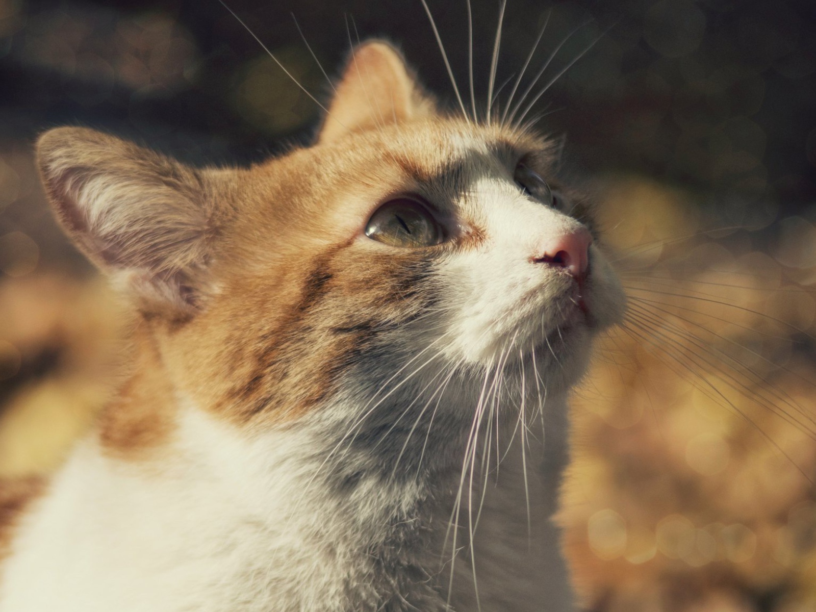 Рыжий с белым кот смотрит вверх 