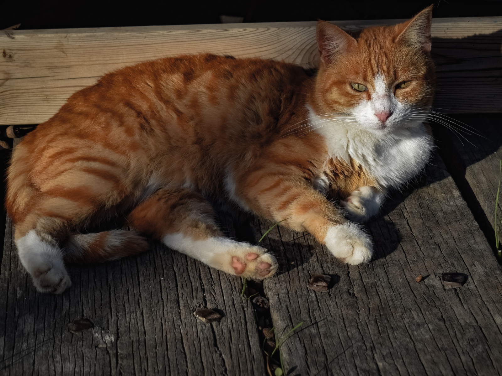 Рыжий кот в лучах солнца лежит на досках 
