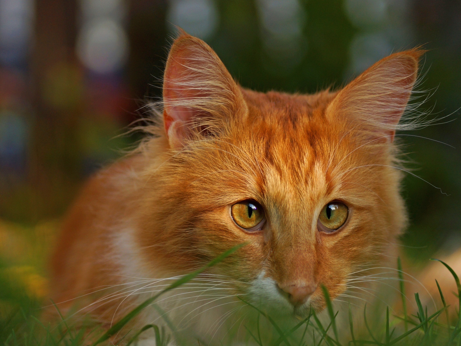 Red cat with funny eyes sits in the green grass.