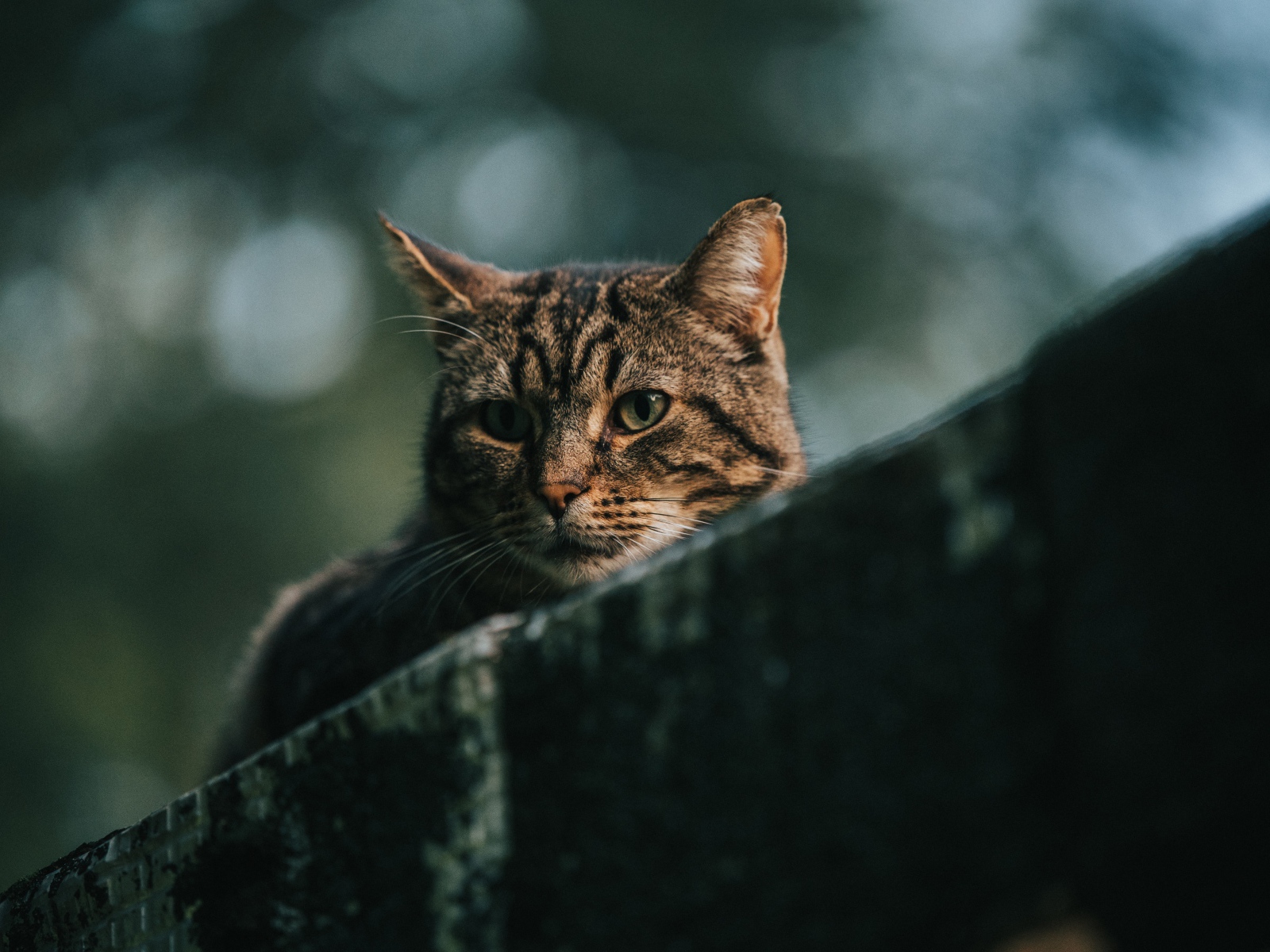 Грустный серый кот сидит на улице 