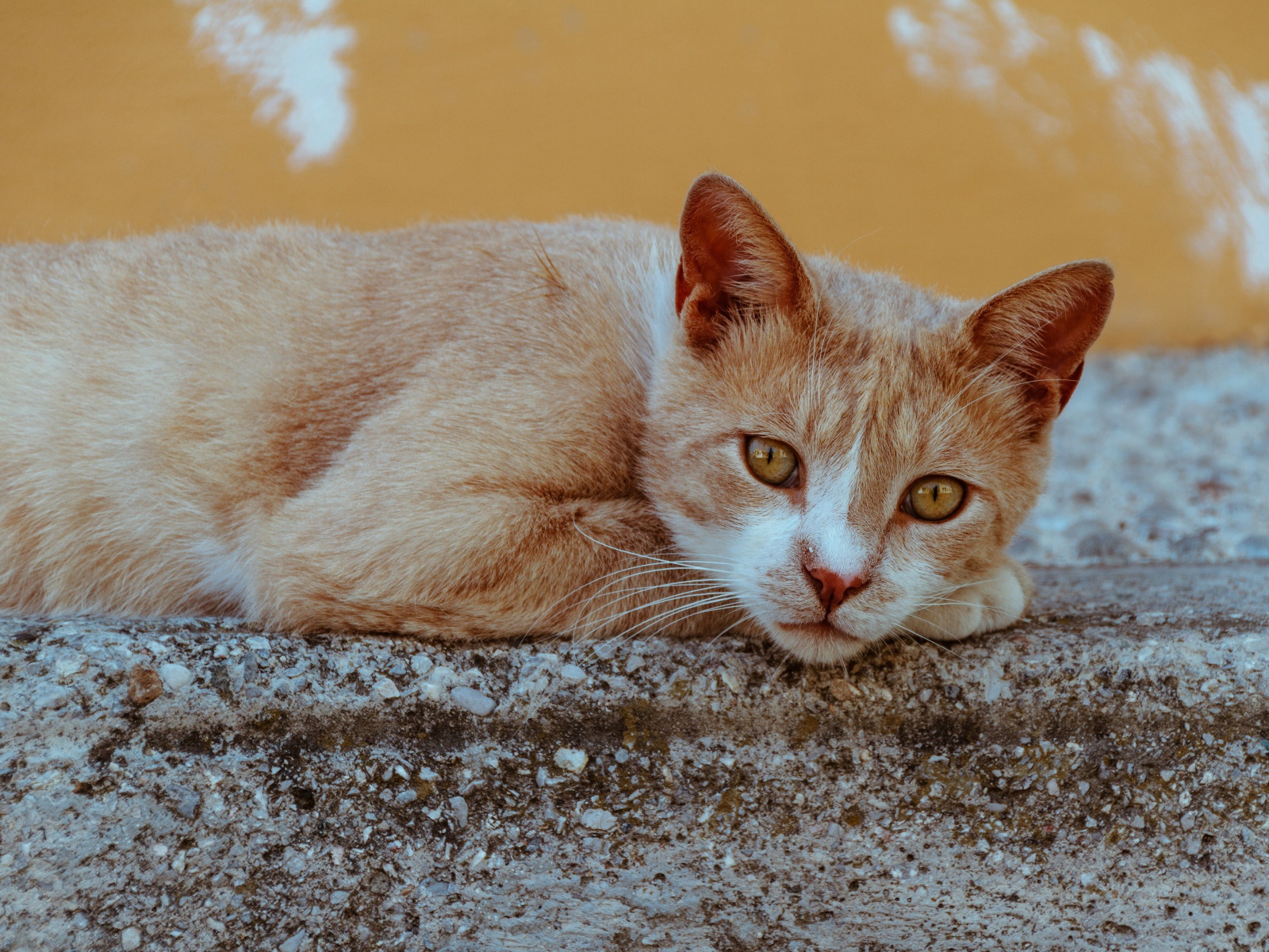 Грустный рыжий кот лежит на камне