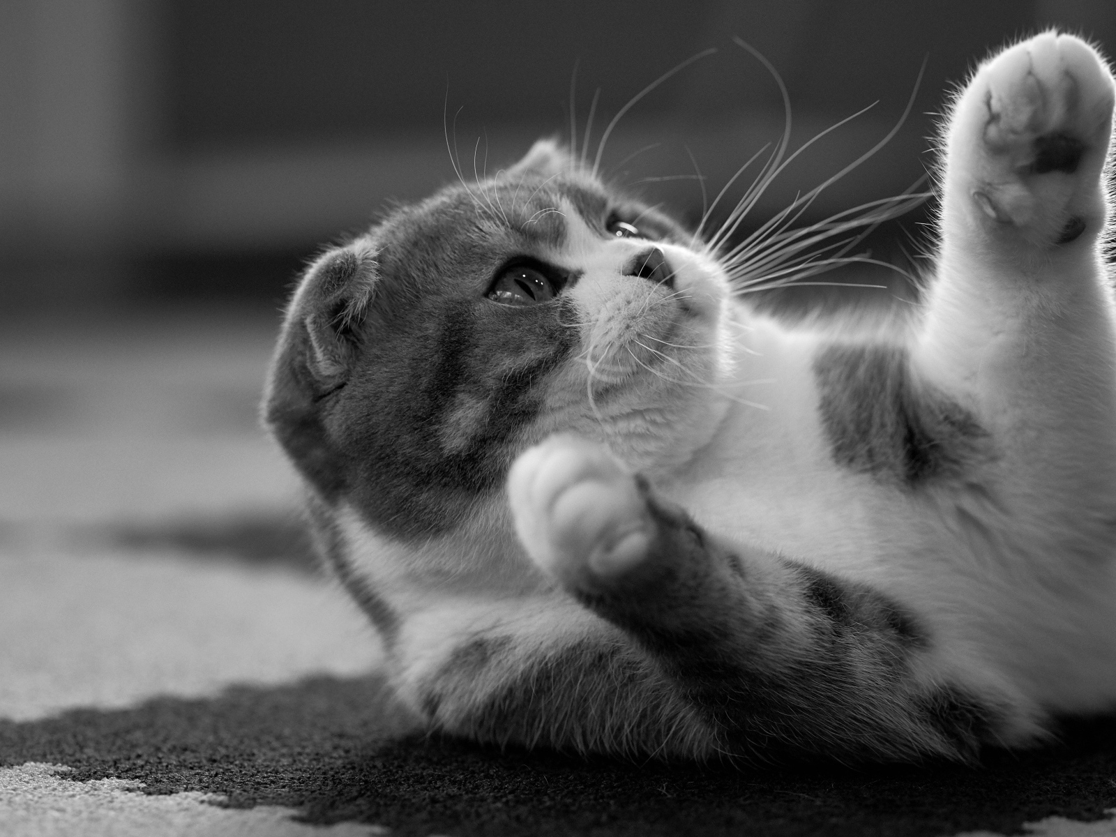 Scottish kitten lies on a carpet