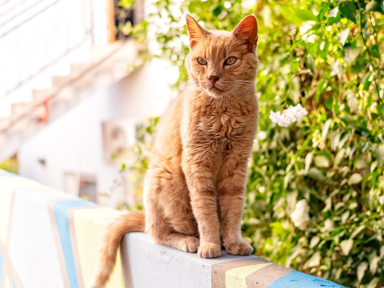 Серьезный рыжий кот сидит на перилах 