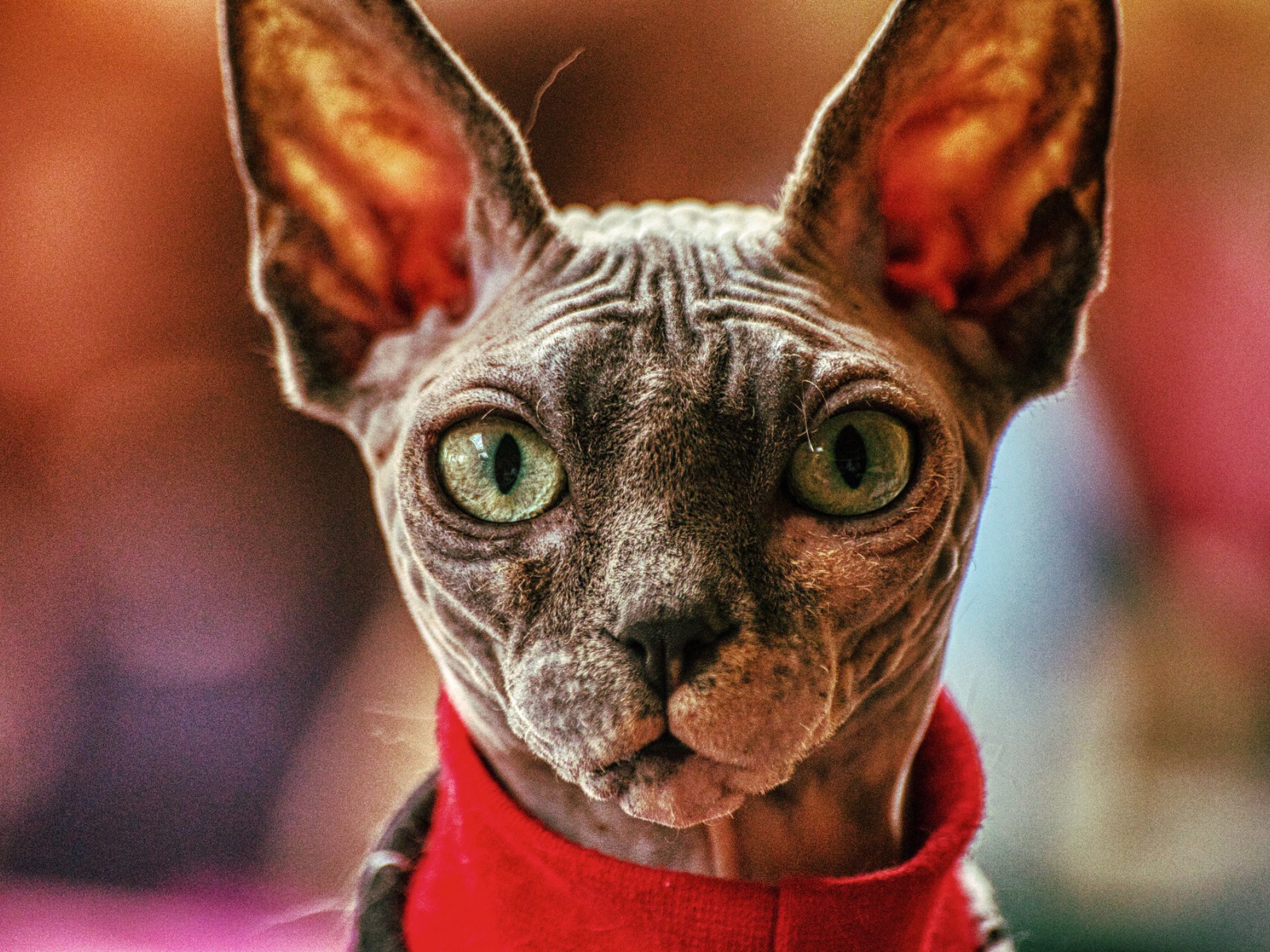 Sphynx cat in a sweater closeup