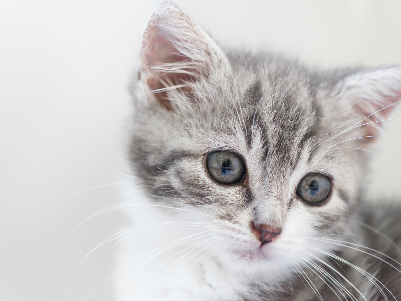 Морда маленького серого котенка 