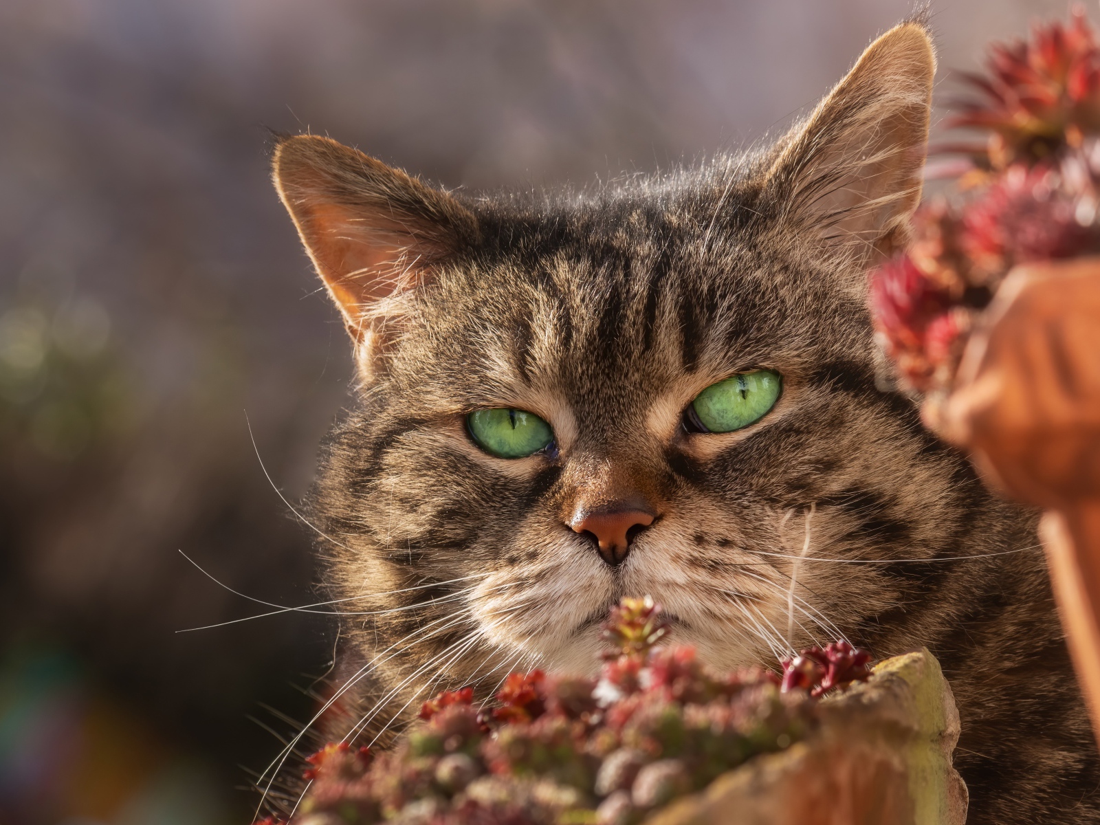 Морда серьезного зеленоглазого серого кота 