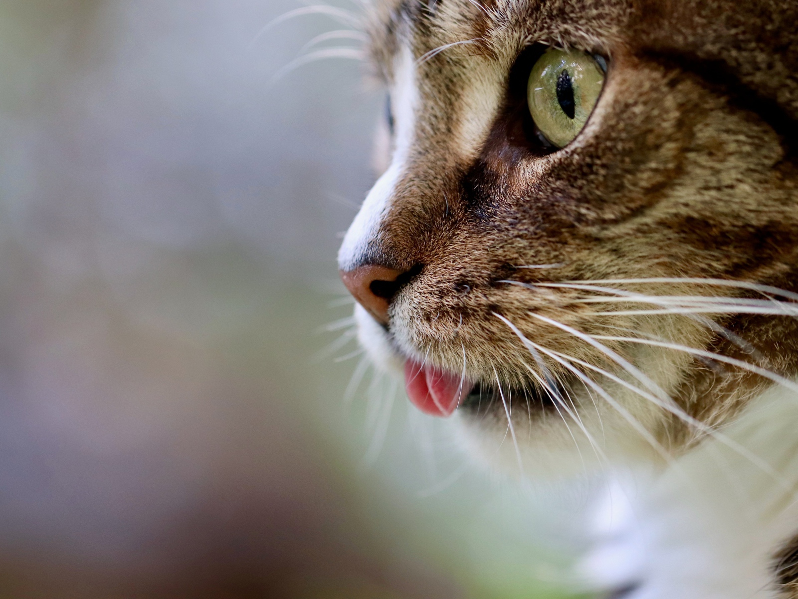 The muzzle of a cat with a protruding tongue