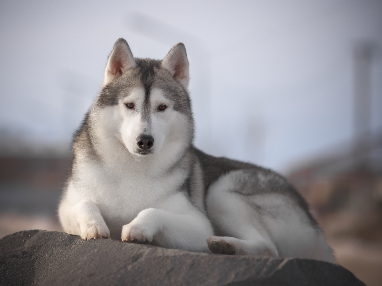 Красивый пес породы хаски лежит на камне