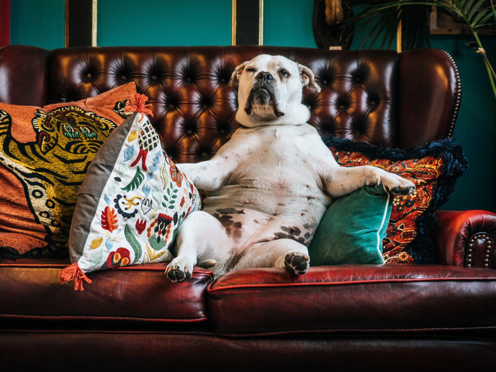 Большой белый бульдог лежит на кожаном диване с подушками